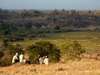 Sand River Selous - Walking Safari 